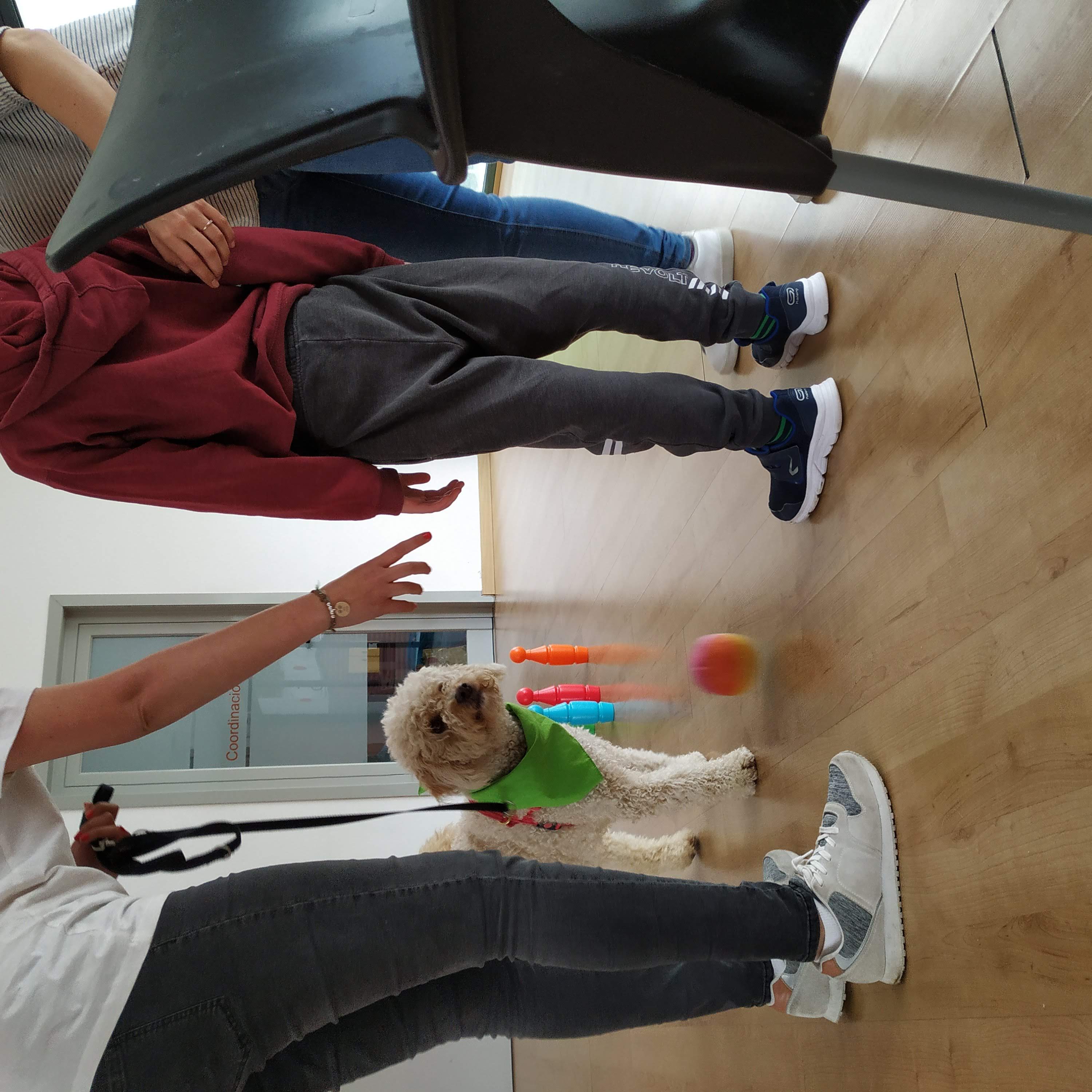 Dog-Assisted Activities (DAA)