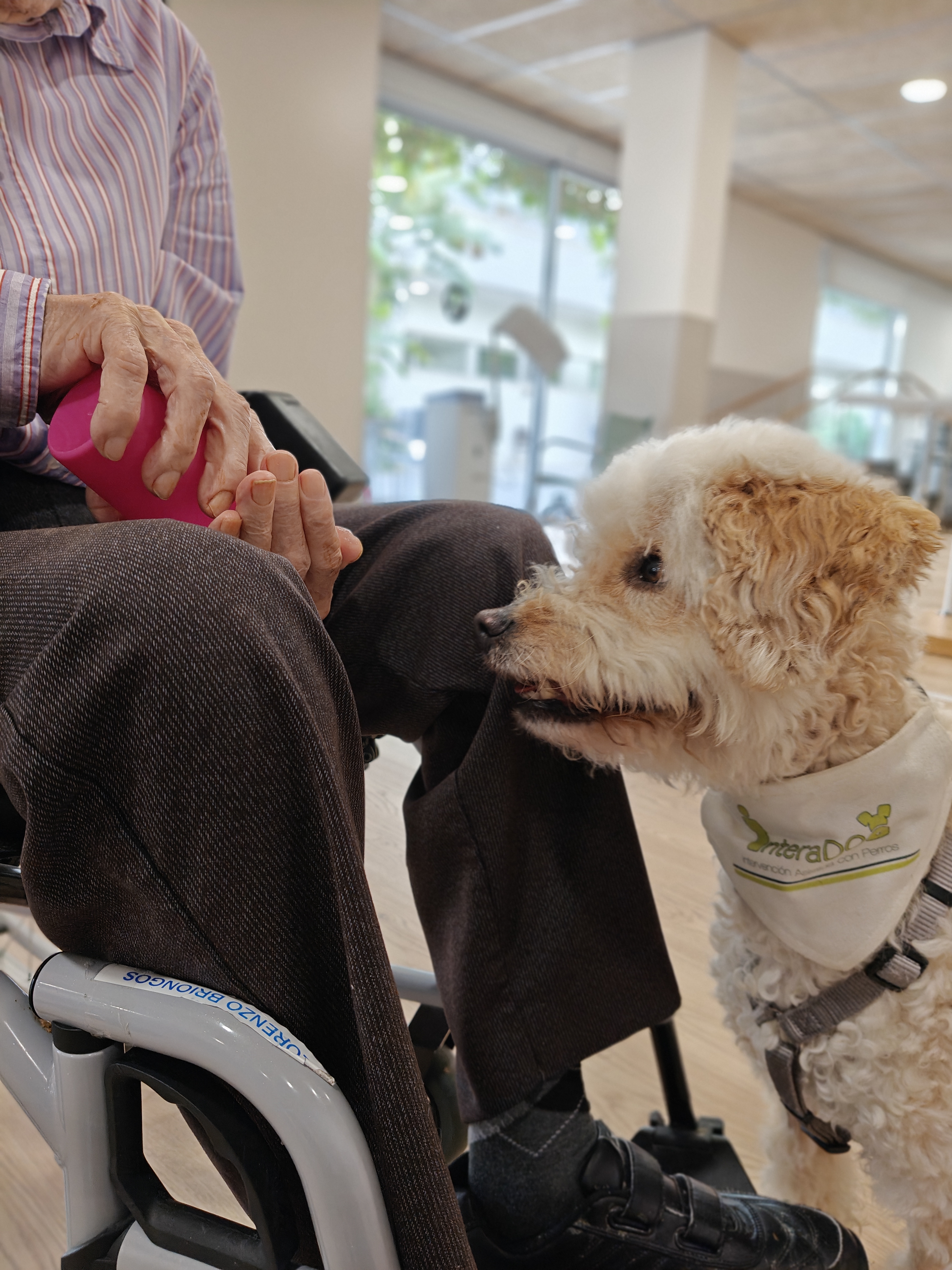 Dog-Assisted Therapy (DAT)